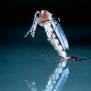 Microcosmos: Le peuple de l'herbe - galeria zdjęć - filmweb