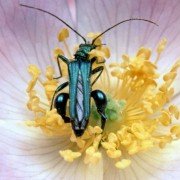 Microcosmos: Le peuple de l'herbe - galeria zdjęć - filmweb