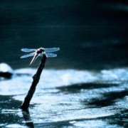 Microcosmos: Le peuple de l'herbe - galeria zdjęć - filmweb