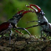 Microcosmos: Le peuple de l'herbe - galeria zdjęć - filmweb