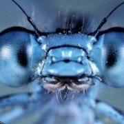 Microcosmos: Le peuple de l'herbe - galeria zdjęć - filmweb