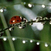 Microcosmos: Le peuple de l'herbe - galeria zdjęć - filmweb