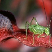 Microcosmos: Le peuple de l'herbe - galeria zdjęć - filmweb