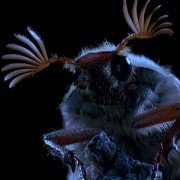 Microcosmos: Le peuple de l'herbe - galeria zdjęć - filmweb