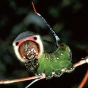 Microcosmos: Le peuple de l'herbe - galeria zdjęć - filmweb