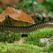 Microcosmos: Le peuple de l'herbe - galeria zdjęć - filmweb