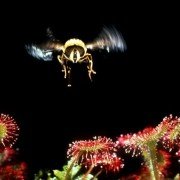 Microcosmos: Le peuple de l'herbe - galeria zdjęć - filmweb