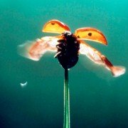 Microcosmos: Le peuple de l'herbe - galeria zdjęć - filmweb