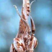 Microcosmos: Le peuple de l'herbe - galeria zdjęć - filmweb