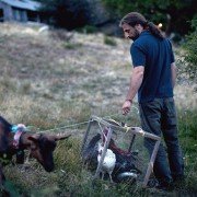 Dzikie życie - galeria zdjęć - filmweb