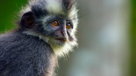 Odcinek 5 Gunung Leuser, Indonezja