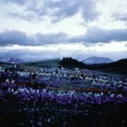 What Dreams May Come - galeria zdjęć - filmweb