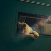 King - galeria zdjęć - filmweb