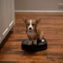 A Dog&rsquo;s Perfect Christmas - galeria zdjęć