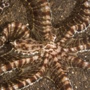 Secrets of the Octopus - galeria zdjęć - filmweb