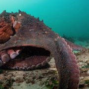 Secrets of the Octopus - galeria zdjęć - filmweb