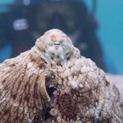 Secrets of the Octopus - galeria zdjęć - filmweb