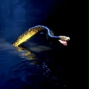 Anaconda - galeria zdjęć - filmweb