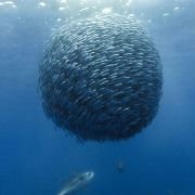 Océans - galeria zdjęć - filmweb