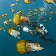 Océans - galeria zdjęć - filmweb