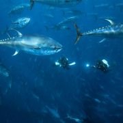 Océans - galeria zdjęć - filmweb