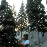 Dante's Peak - galeria zdjęć - filmweb