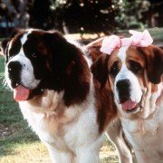 Beethoven's 2nd - galeria zdjęć - filmweb