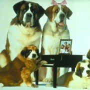 Beethoven's 2nd - galeria zdjęć - filmweb