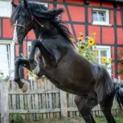 Ponyherz - Wild und frei - galeria zdjęć - filmweb