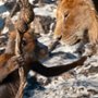 Mufasa: Król Lew - galeria zdjęć