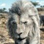 Mufasa: Król Lew - galeria zdjęć