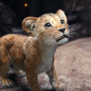 Mufasa: The Lion King - galeria zdjęć - filmweb