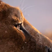 Mufasa: Król Lew - galeria zdjęć - filmweb