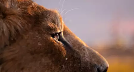 Mufasa: Król Lew - galeria zdjęć - filmweb