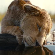 Mufasa: Król Lew - galeria zdjęć - filmweb