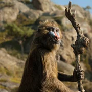 Mufasa: Król Lew - galeria zdjęć - filmweb