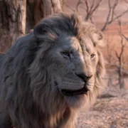 Mufasa: The Lion King - galeria zdjęć - filmweb