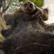 Mufasa: Król Lew - galeria zdjęć - filmweb