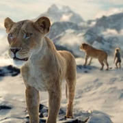 Mufasa: Król Lew - galeria zdjęć - filmweb