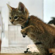 Keanu - galeria zdjęć - filmweb