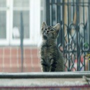 Keanu - galeria zdjęć - filmweb