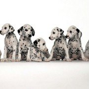 101 Dalmatians - galeria zdjęć - filmweb
