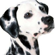101 Dalmatians - galeria zdjęć - filmweb