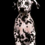 101 Dalmatians - galeria zdjęć - filmweb