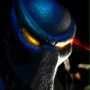Obcy kontra Predator 2 - galeria zdjęć