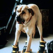 The Truth About Cats & Dogs - galeria zdjęć - filmweb