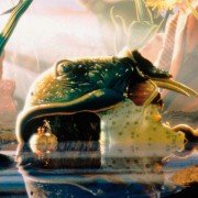 Antz - galeria zdjęć - filmweb