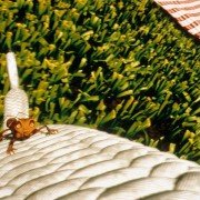 Antz - galeria zdjęć - filmweb