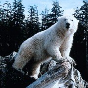 Alaska - galeria zdjęć - filmweb