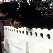 Man's Best Friend - galeria zdjęć - filmweb
